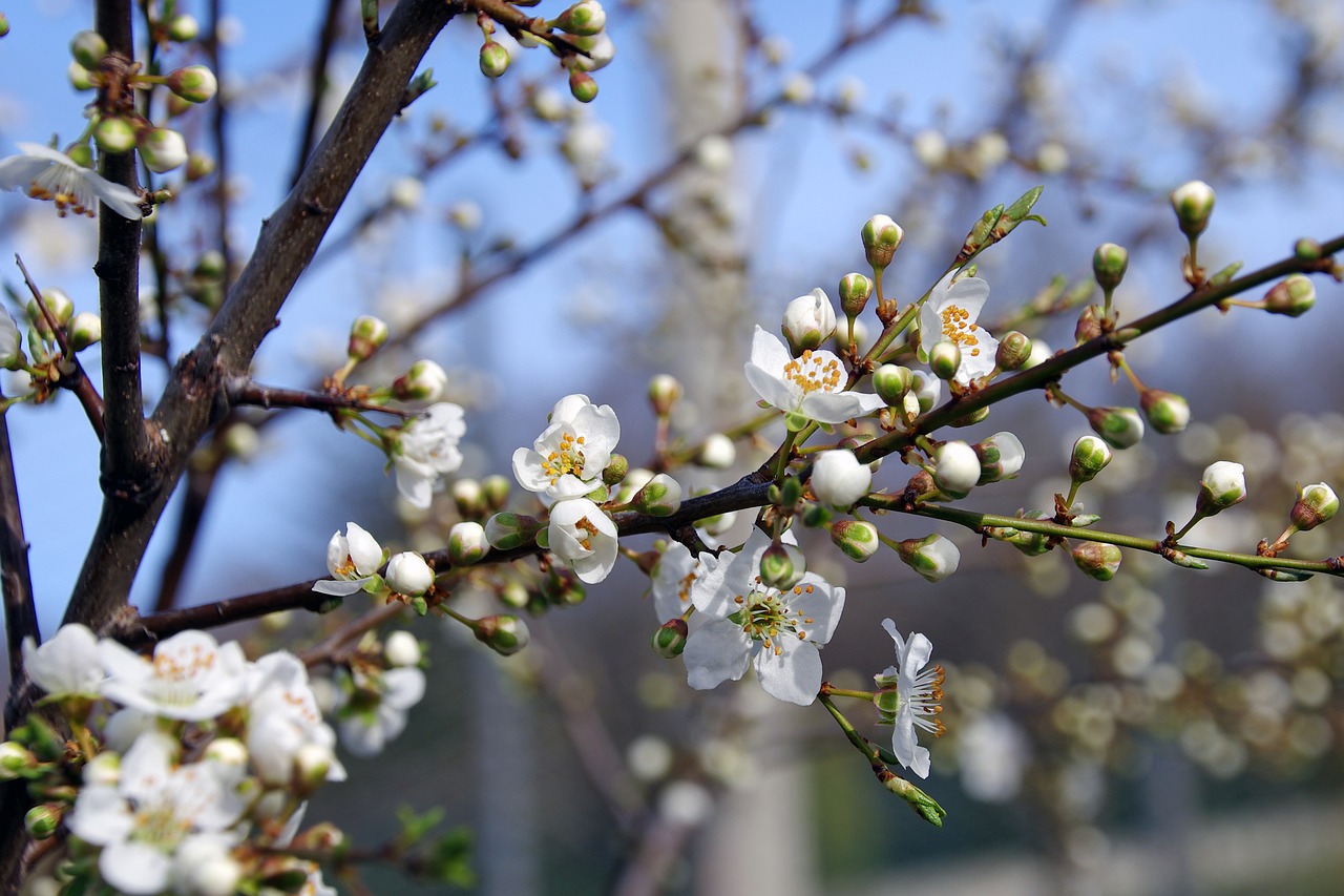 Image - blackthorn flowers gems
