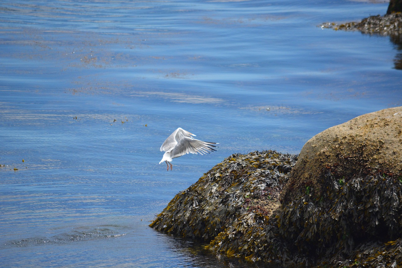 Image - bird gull animal seagull sea