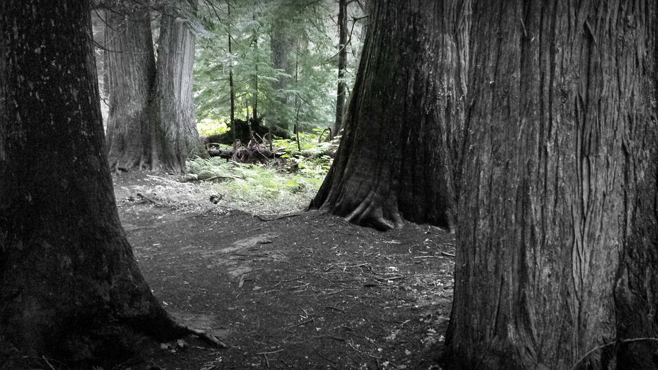 Image - forest dark forest woodland eerie