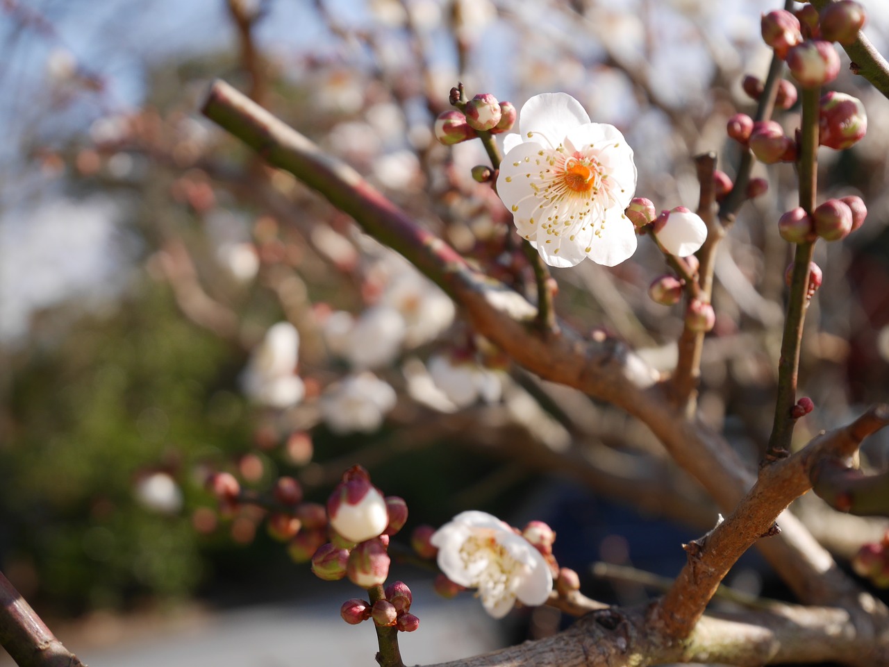 Image - spring samusakura sprout beginning