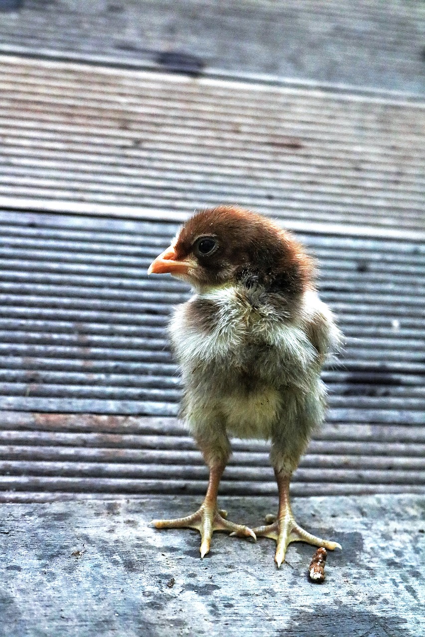 Image - the chicks animal cute poultry