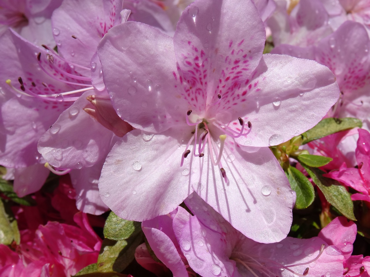 Image - national rhododendron gardens