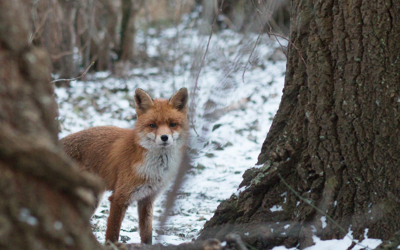 Image - fuchs snow winter nature