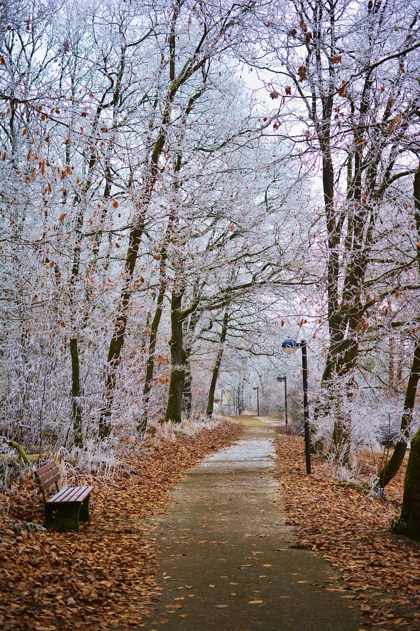 Image - winter park hoarfrost trees iced