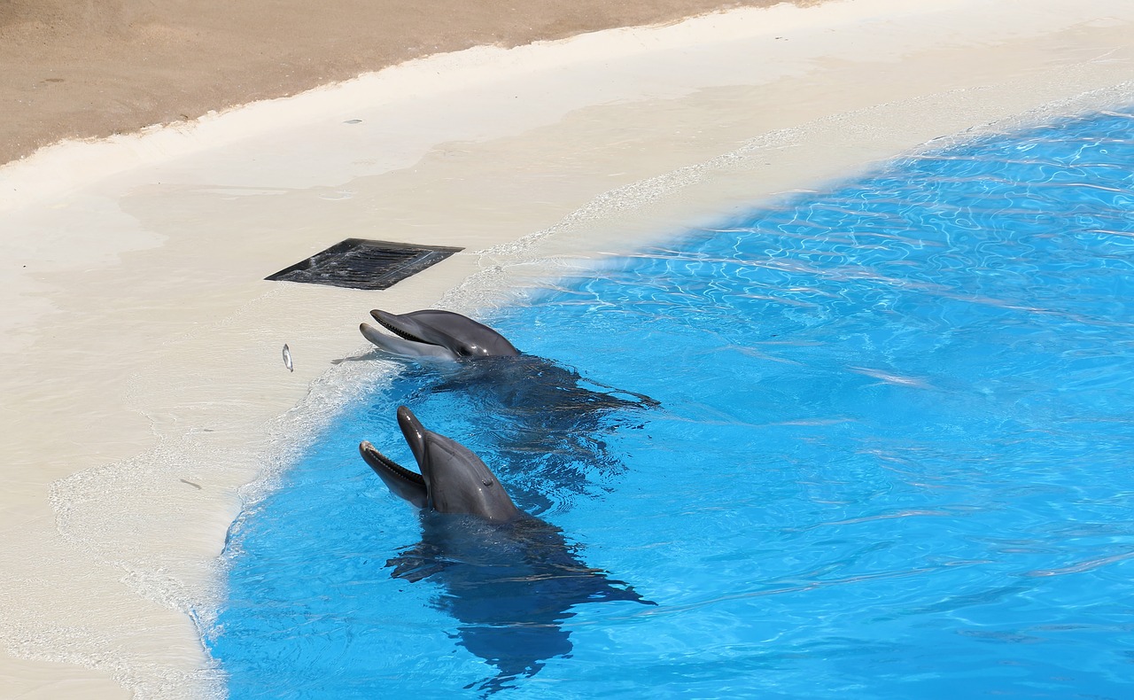 Image - dolphins pool dolphinarium mammal