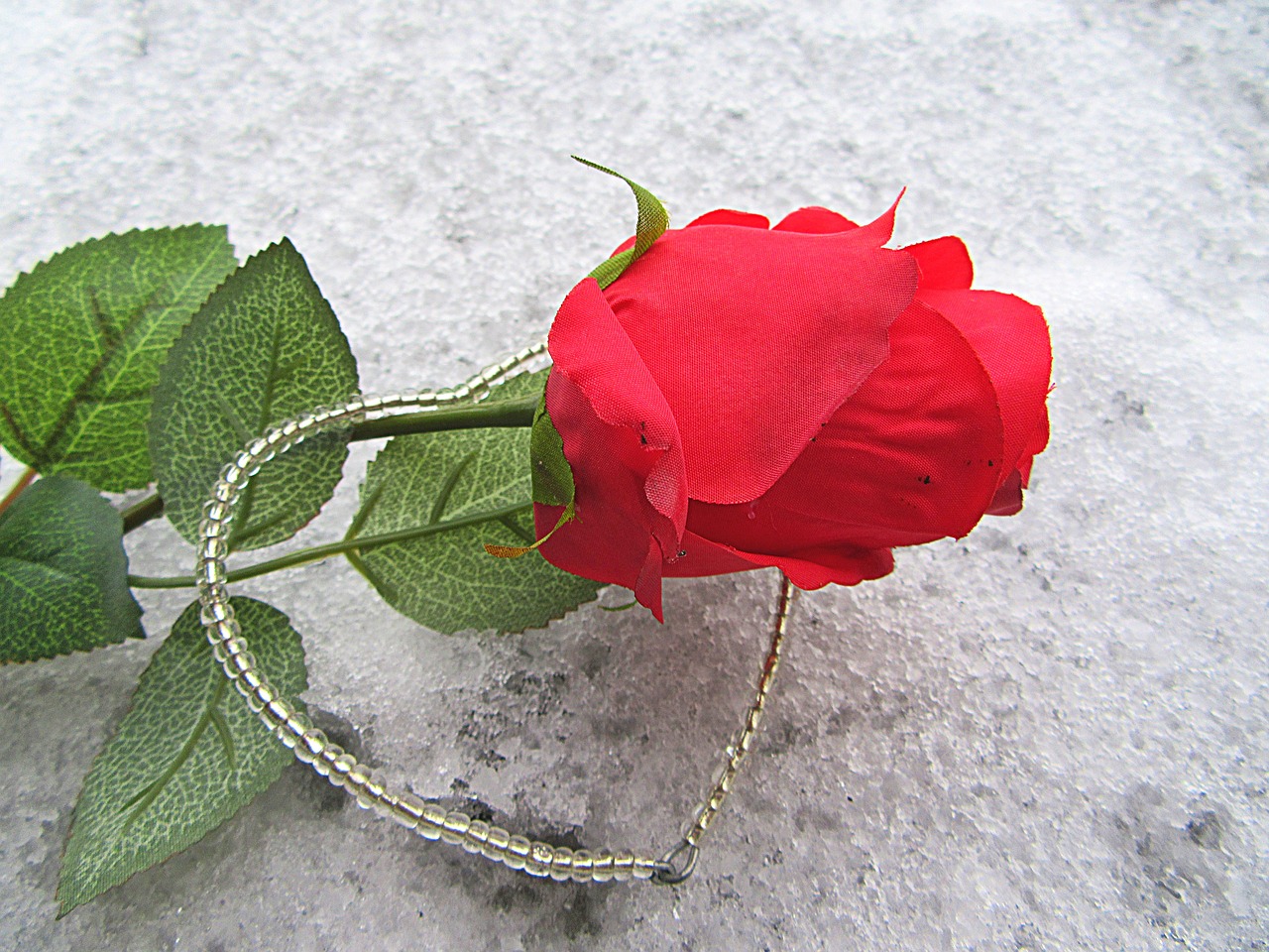 Image - rose the heart of snow love