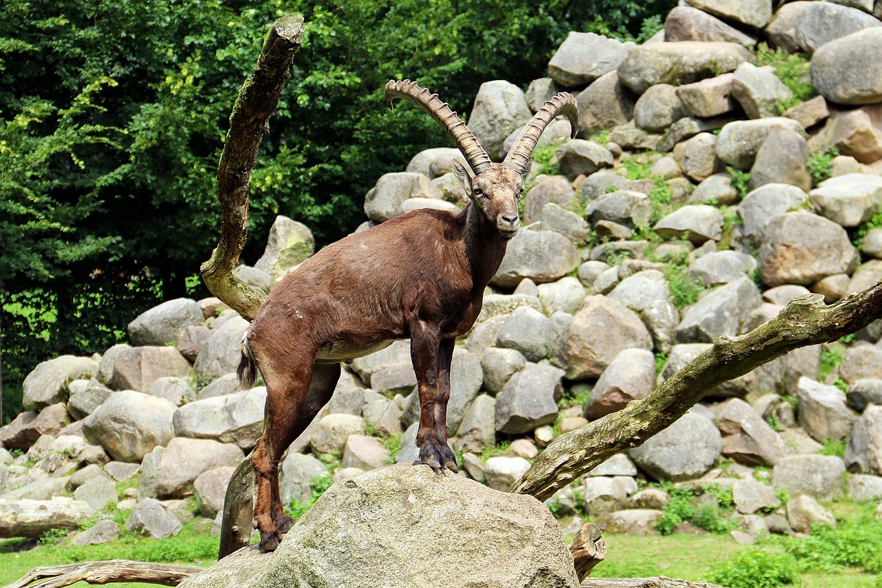 Image - zoo lüneburg heath animal forest