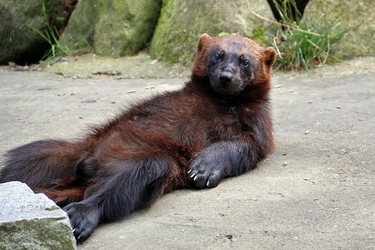 Image - zoo lüneburg heath animal forest