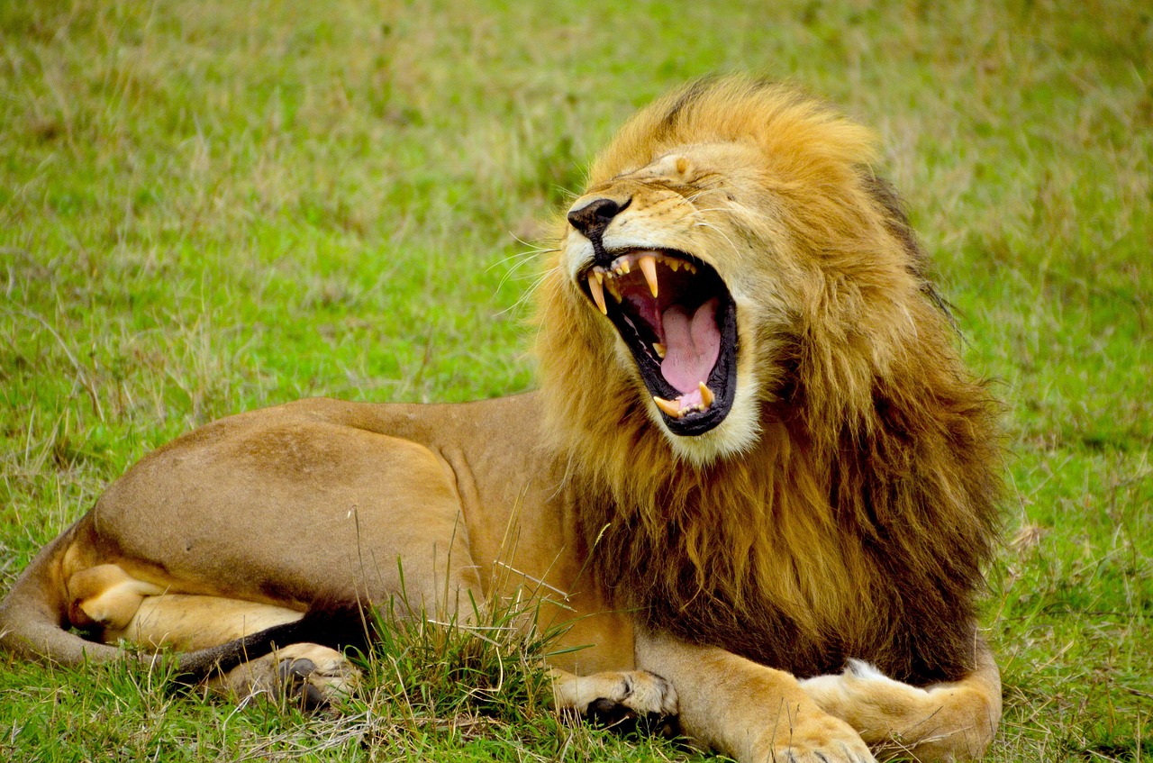 Image - lion male animal wildlife africa