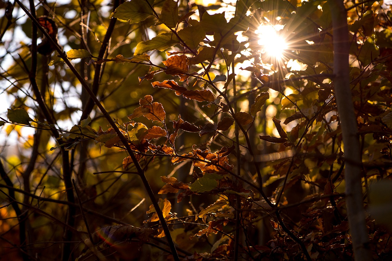 Image - autumn leaves aesthetic autumn sun