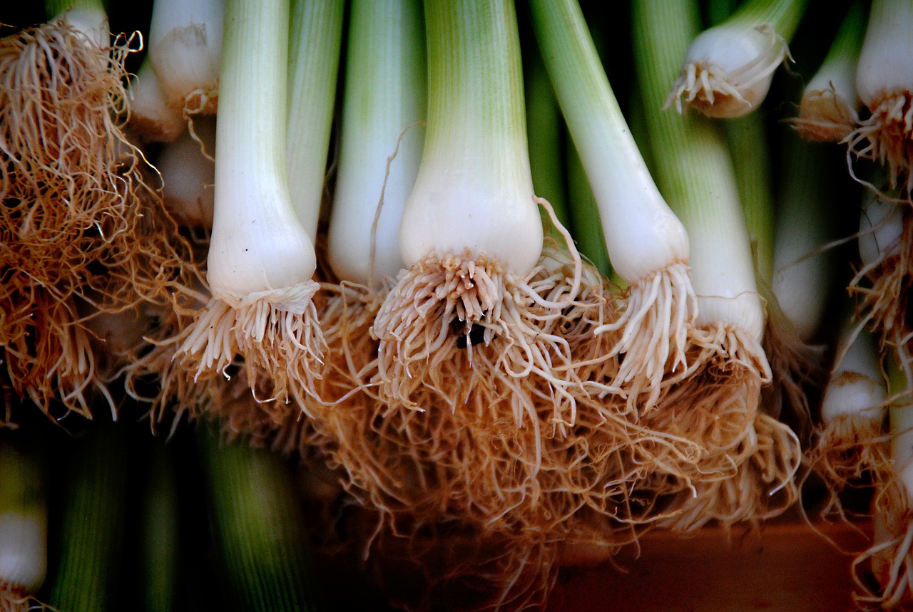 Image - onions leek vegetables root