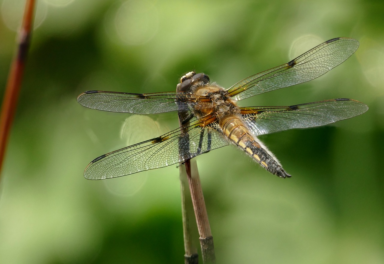 Image - insect dragonfly four patch close