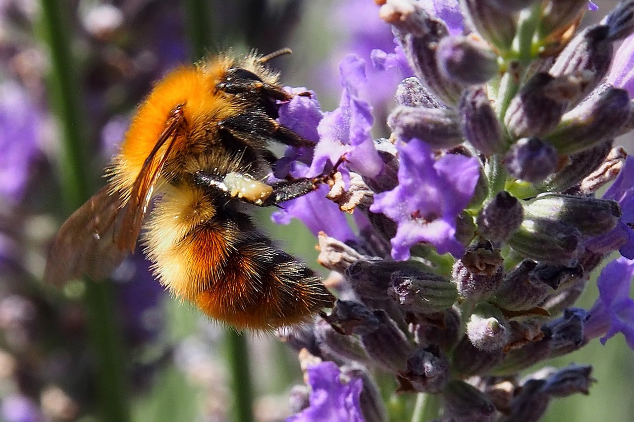 Image - insect bee blossom bloom violet