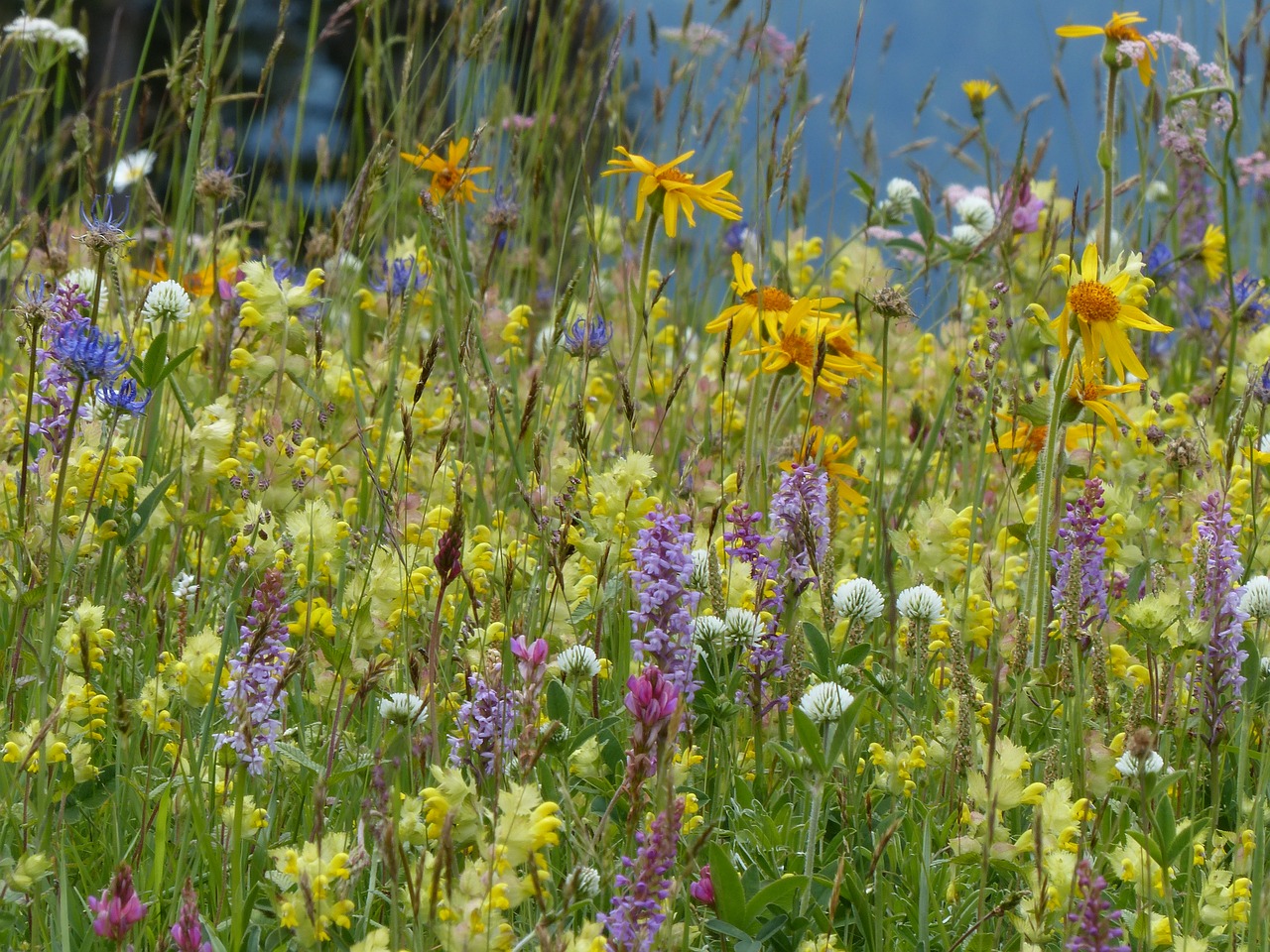 Image - flower meadow wild flowers orchid