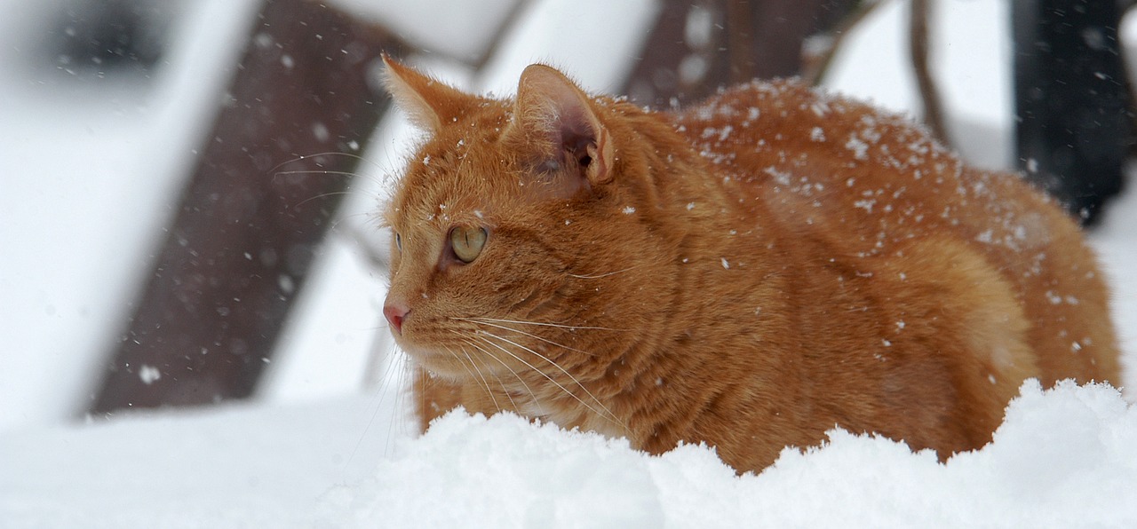 Image - cat red cat snow