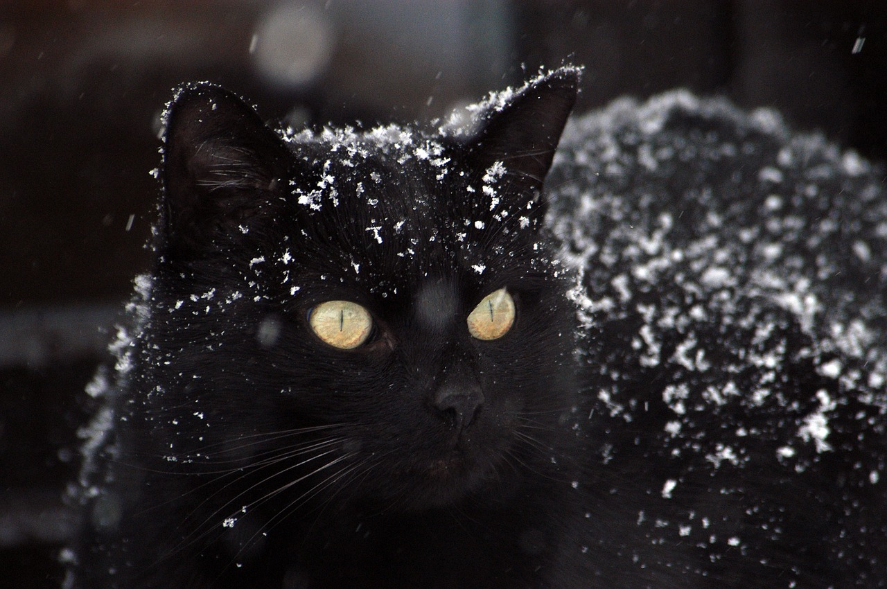 Image - cat black cat snow