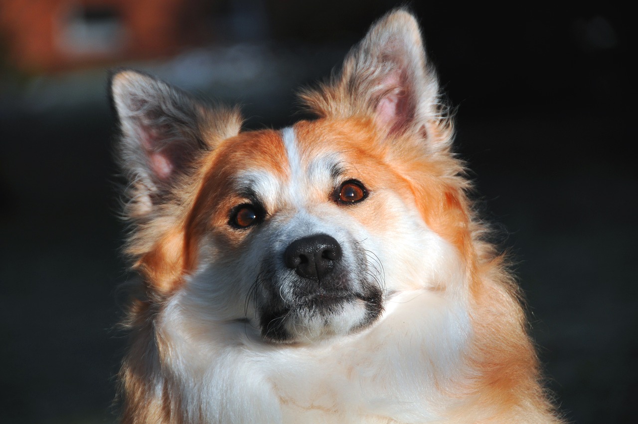 Image - iceland dog dog dog face sad