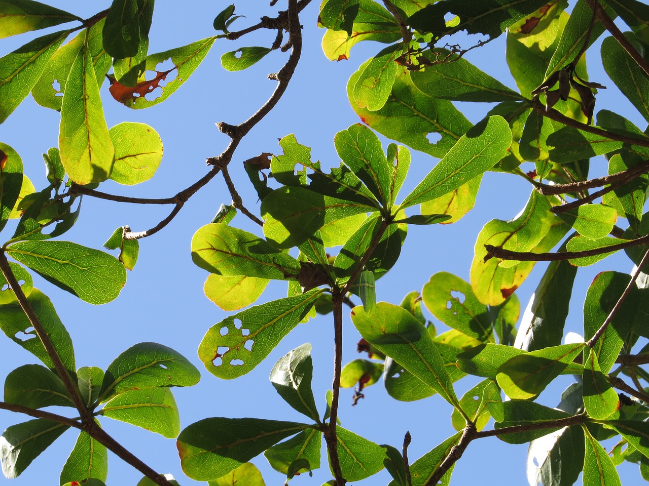 Image - lobular terminalia branches green