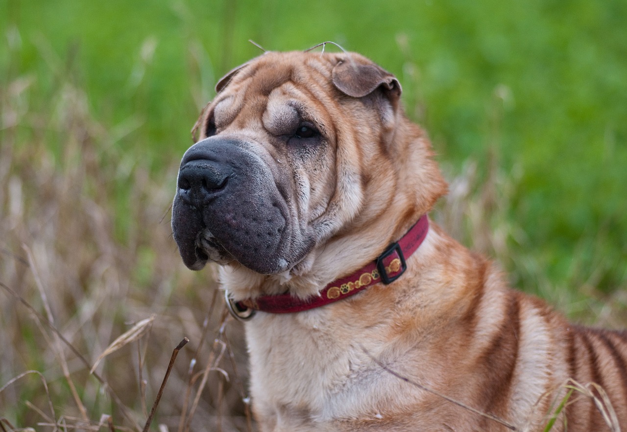 Image - dog sharpei portrait