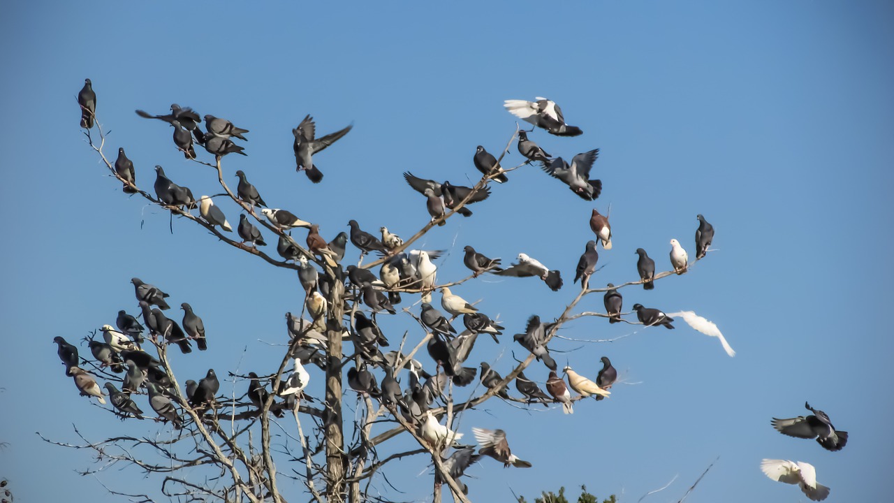 Image - wild pigeons flock bird animal