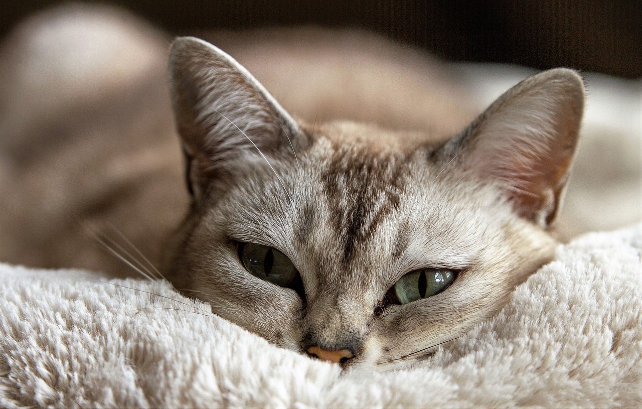 Image - cat animal cat eyes animals