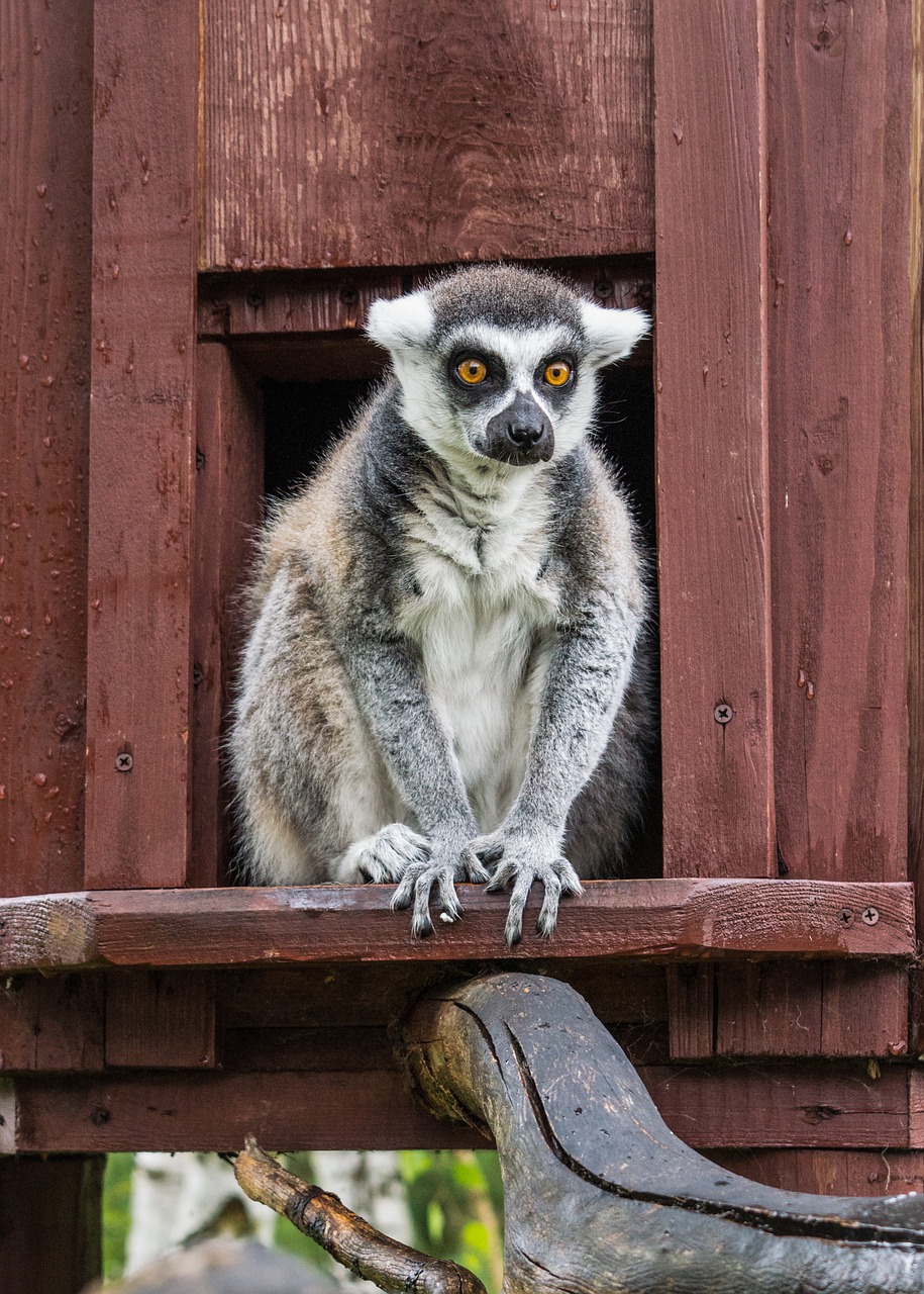 Image - lemur animal nature zoo madagascar