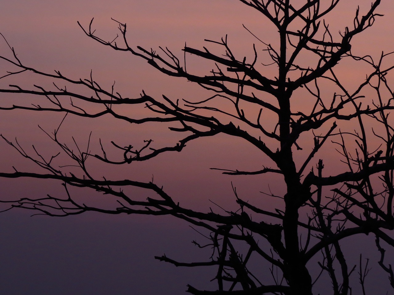 Image - the evening sun branches silhouette