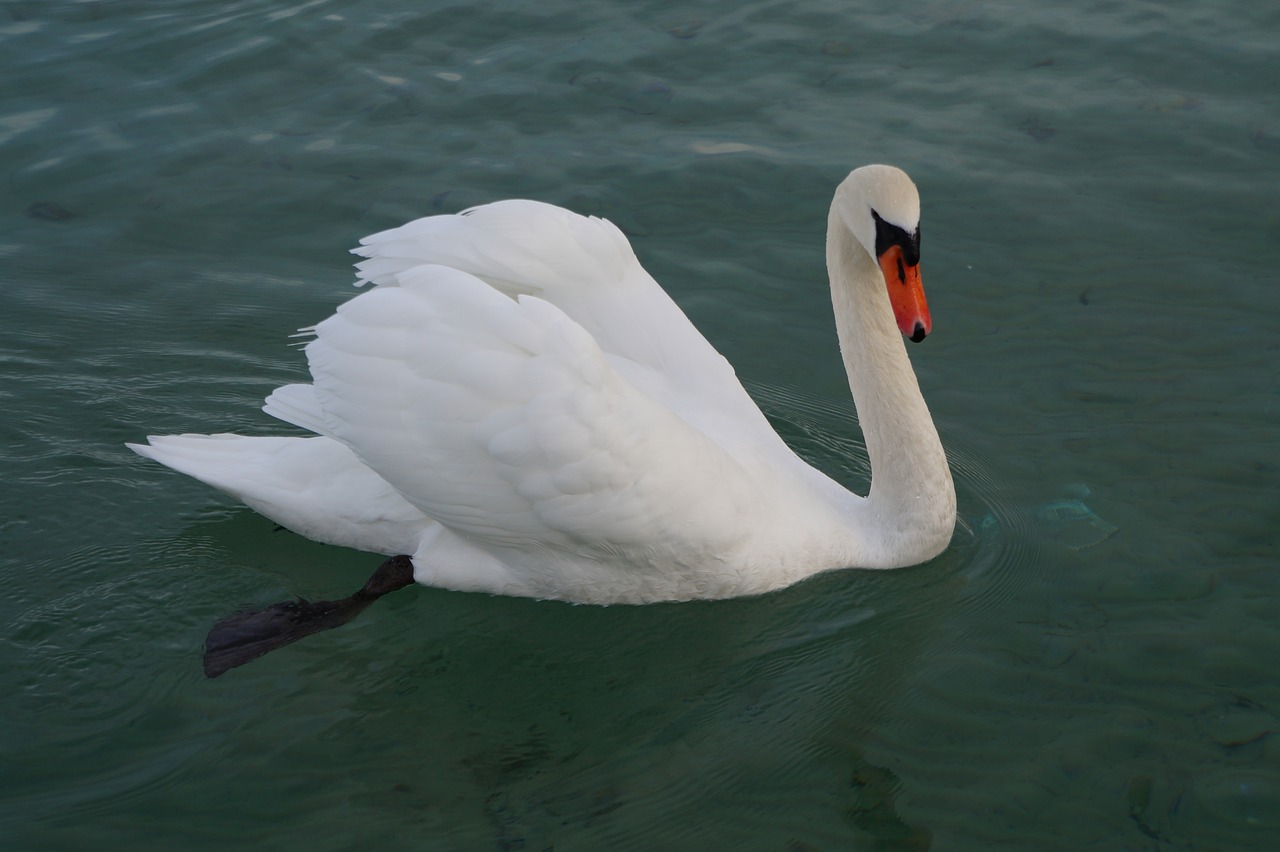 Image - lake swan annecy haute savoie