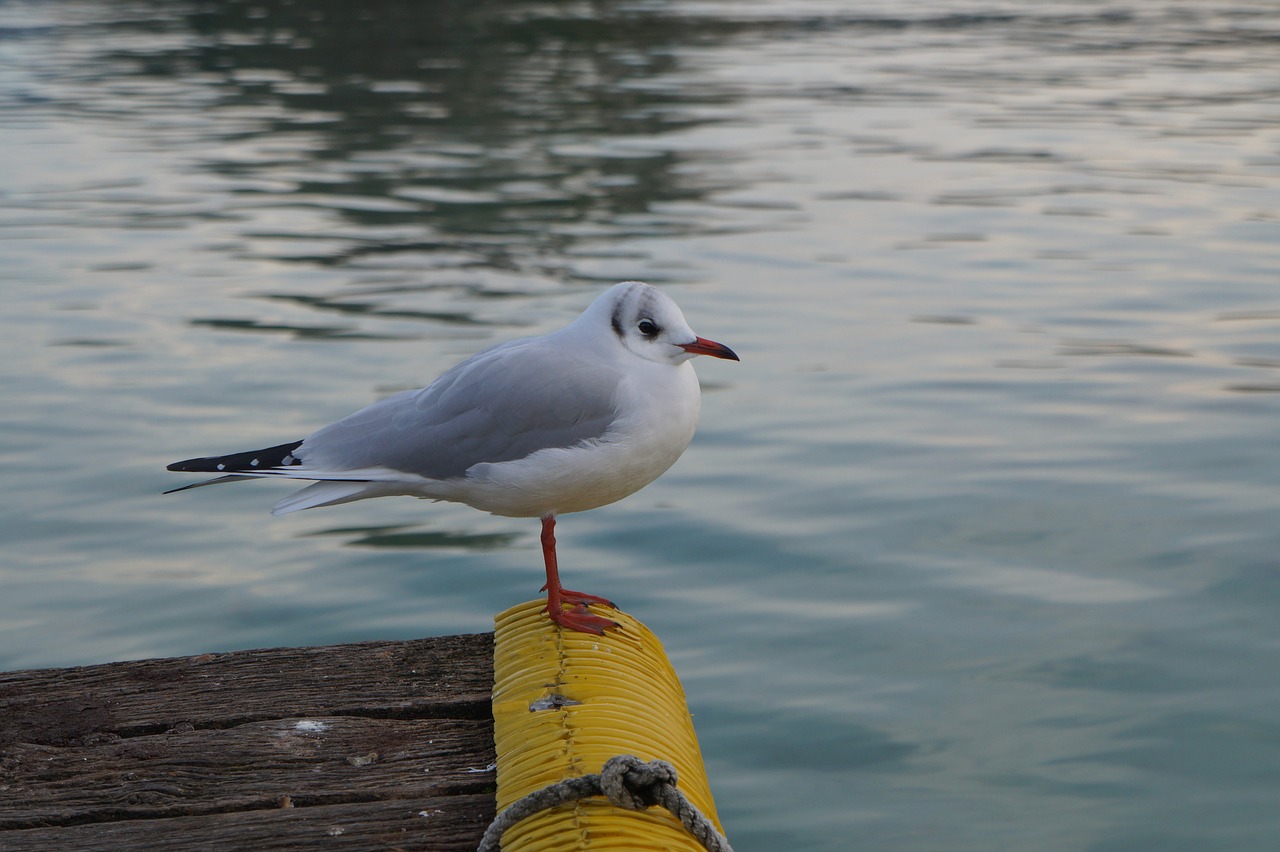 Image - seagull lake annecy haute savoie