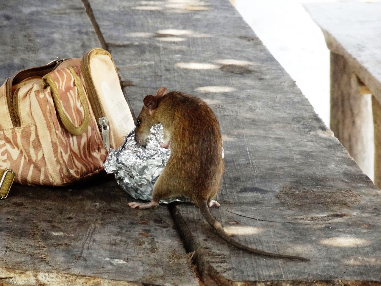 Image - rat mouse rodent nager