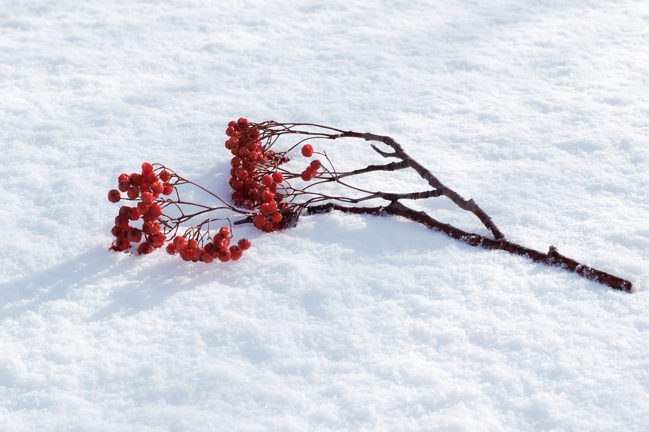 Image - rowan snow winter branch