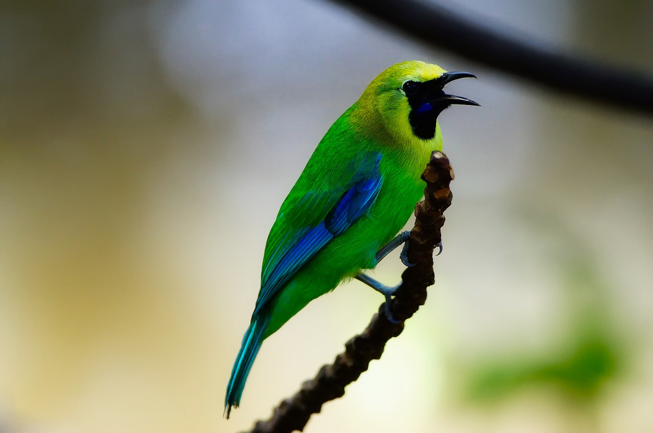 Image - bird wildlife macro closeup branch