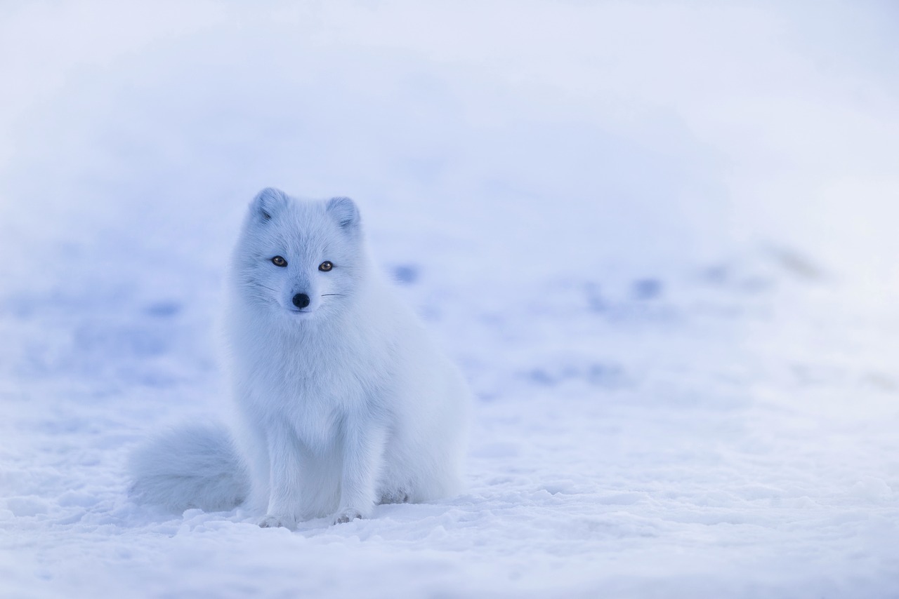 Image - iceland arctic fox animal wildlife