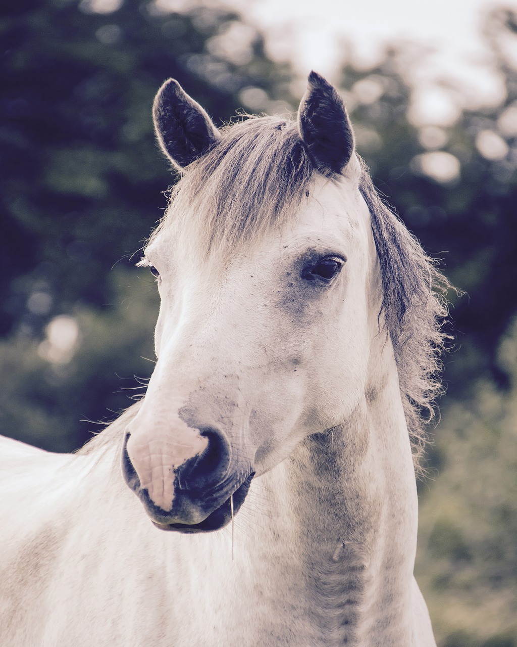 Image - horse animal grey farm mammal