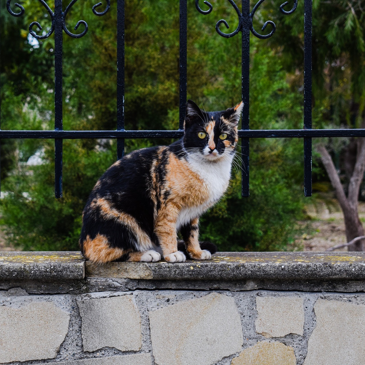 Image - cat stray curious surprised animal