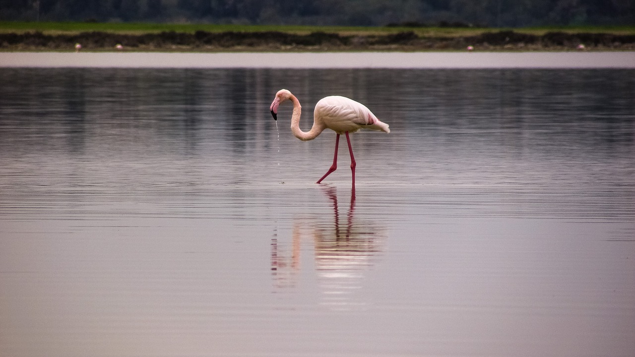 Image - flamingo bird migratory nature