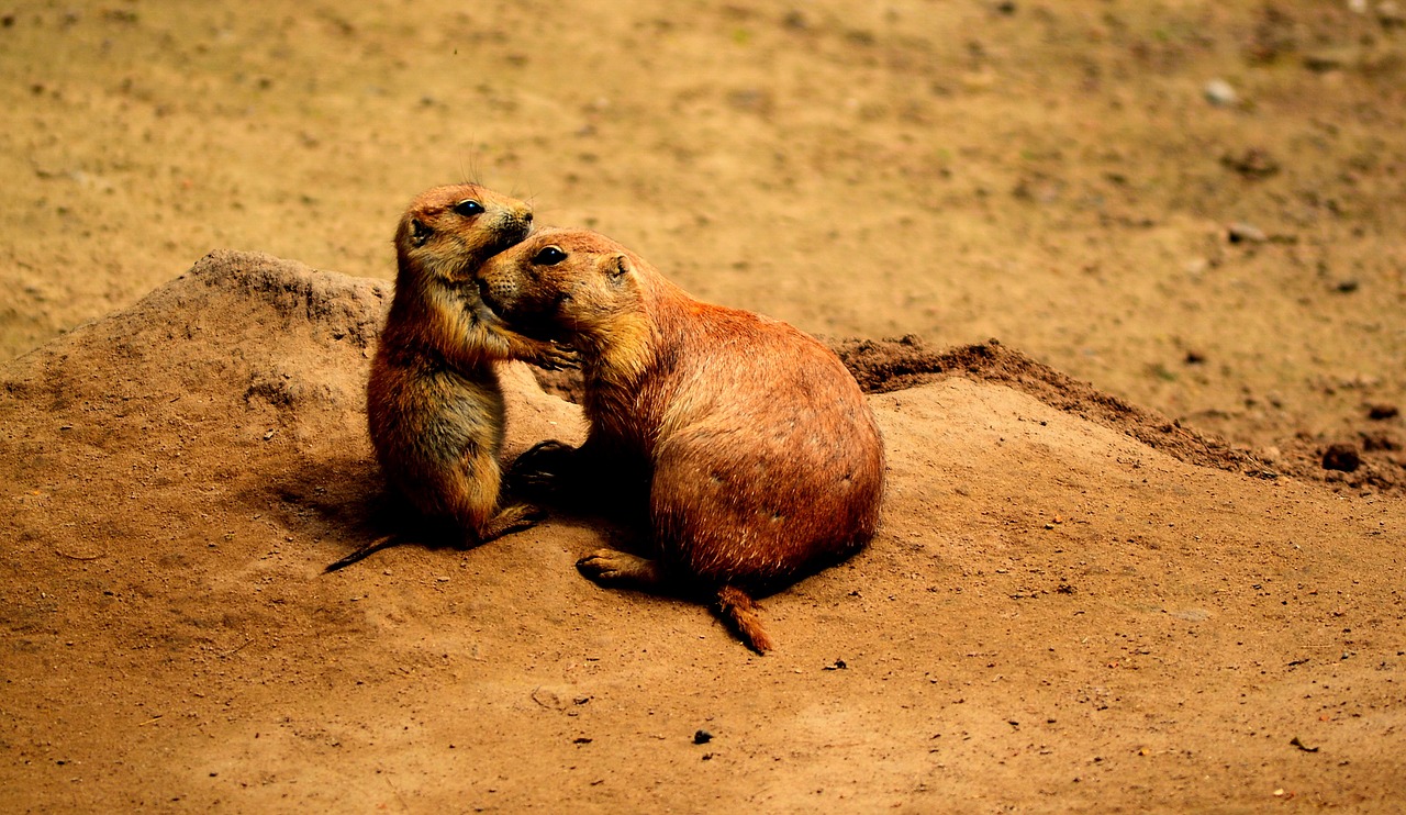 Image - prairie dogs friends sweet animals