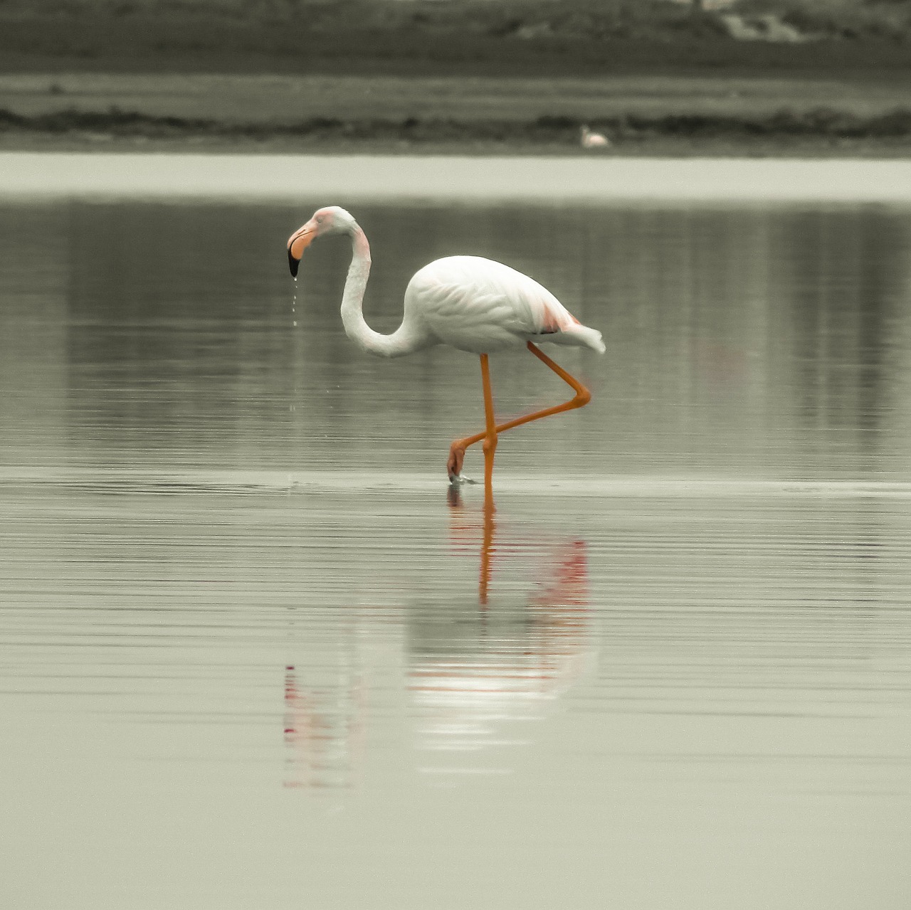 Image - flamingo bird migratory nature