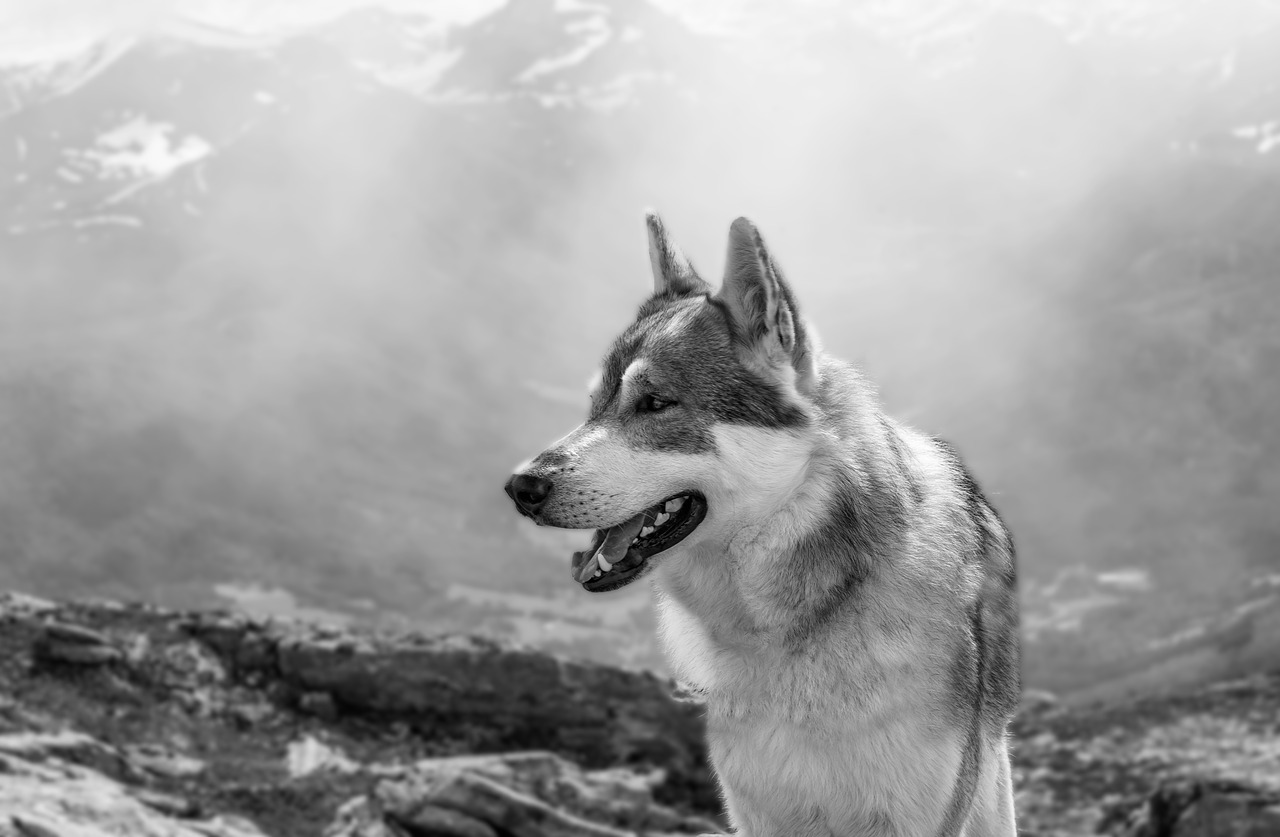 Image - wolf dog animals mountain norway