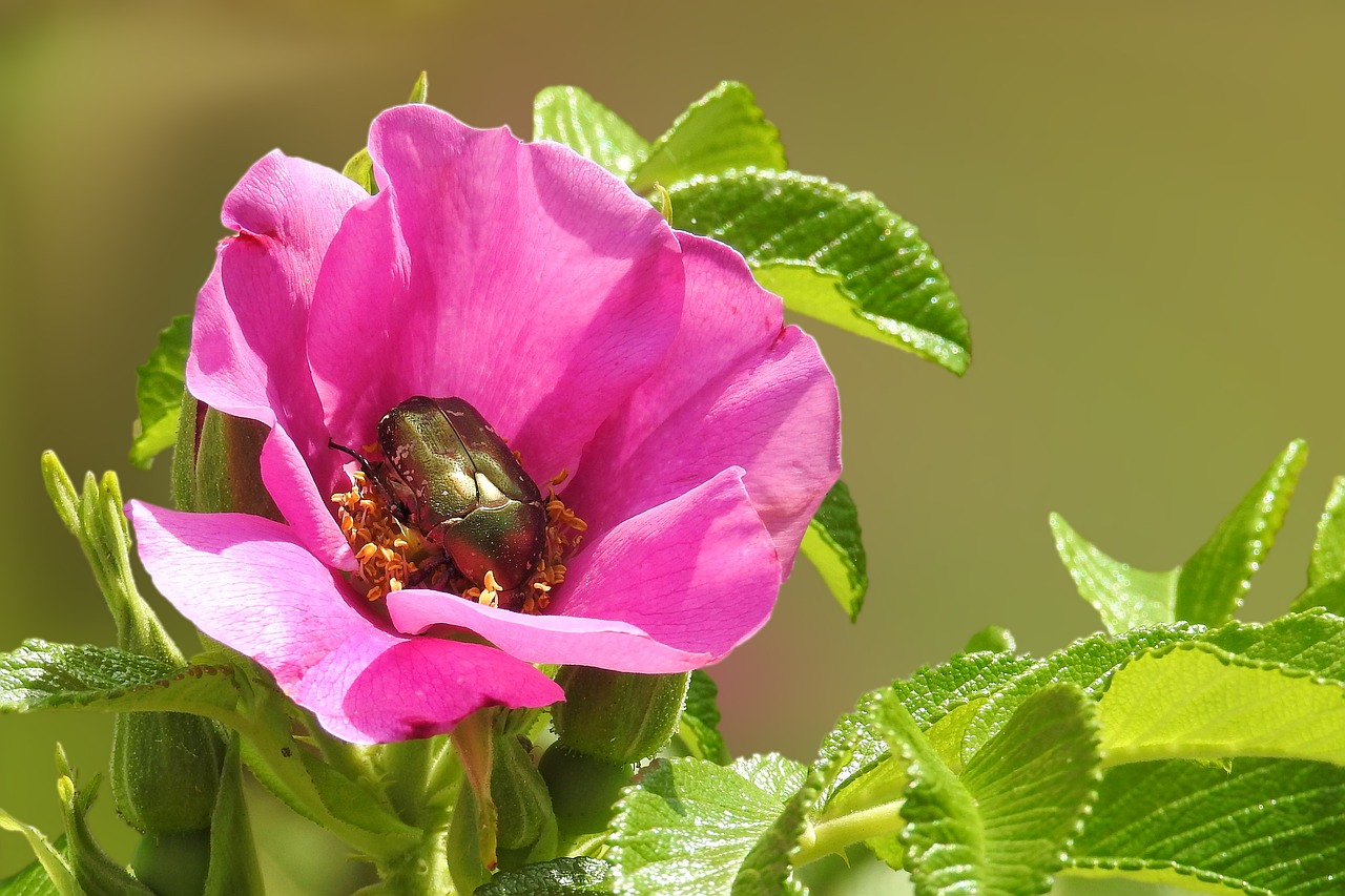 Image - flower blossom bloom wild rose