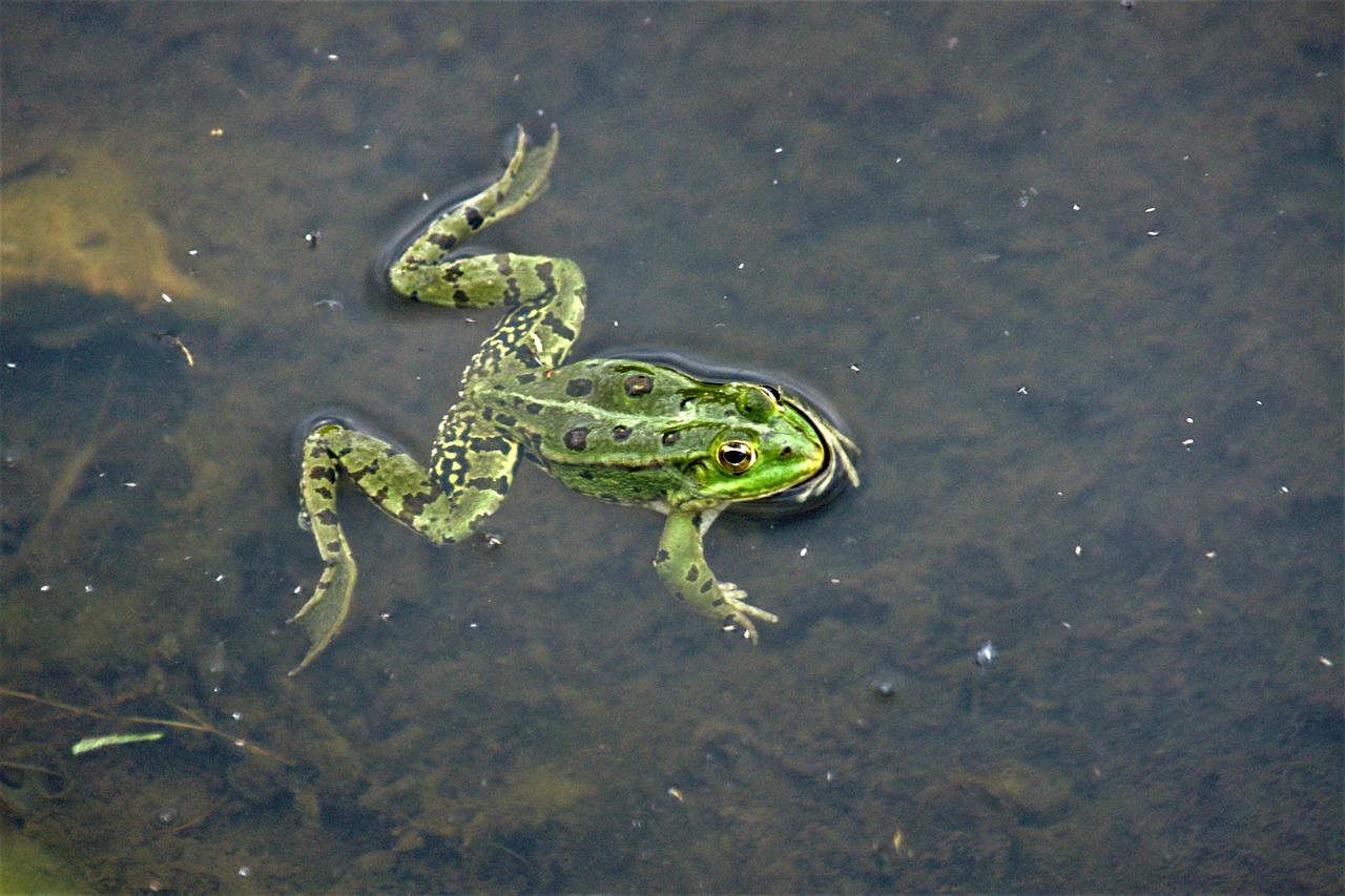 Image - frog pond toad aquatic animal