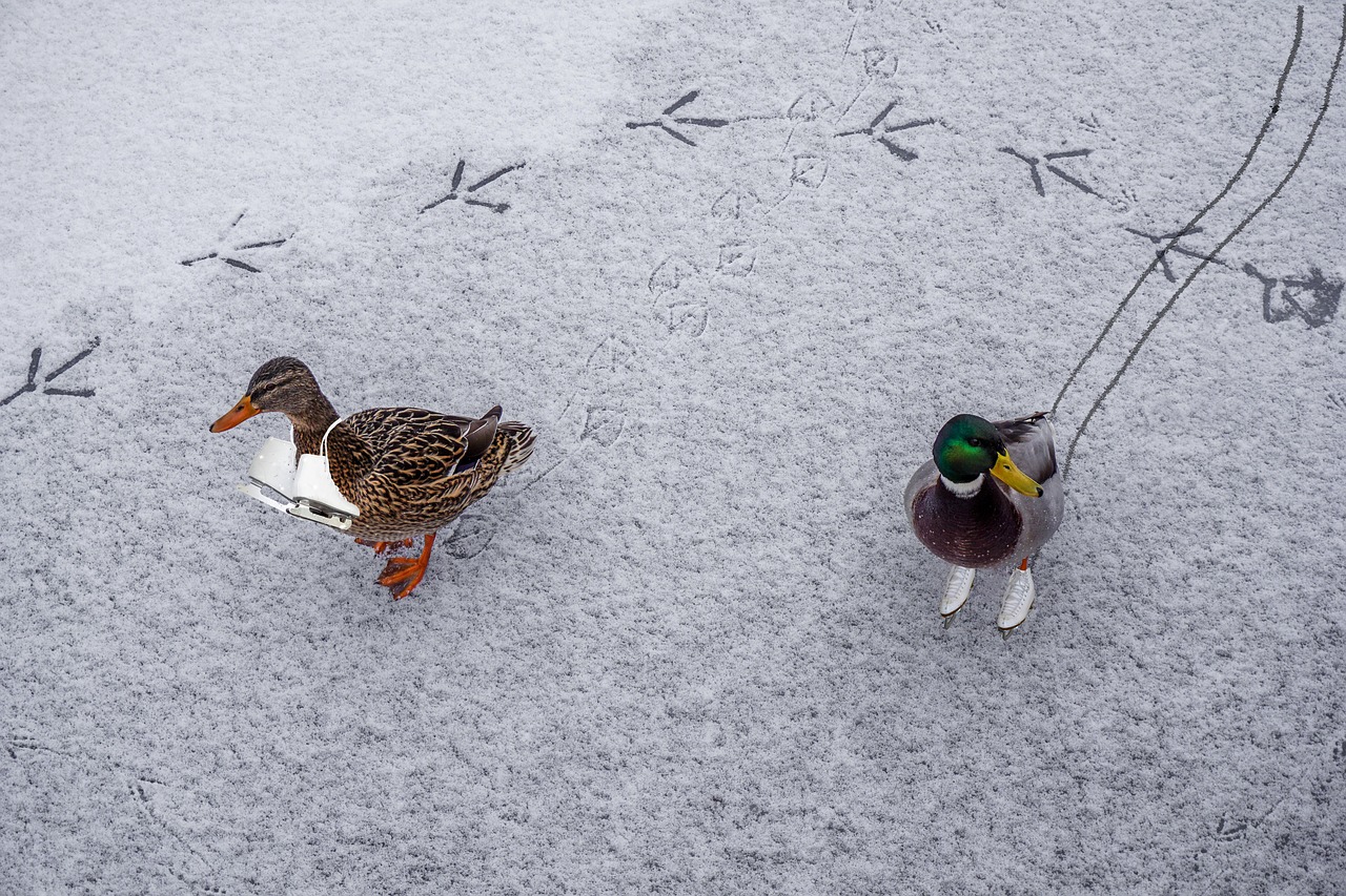 Image - ducks ice skates water bird frozen