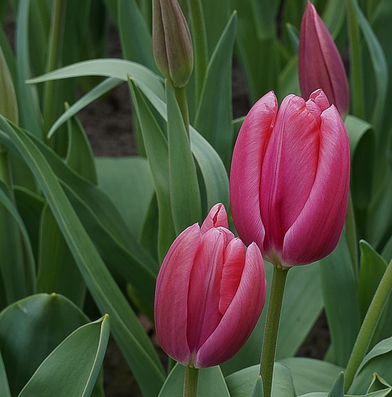 Image - flowers tulips pink holland spring