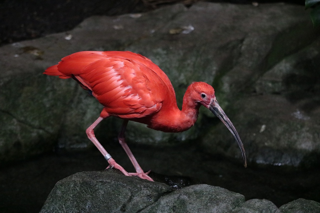 Image - scarlet ibis bird red animal