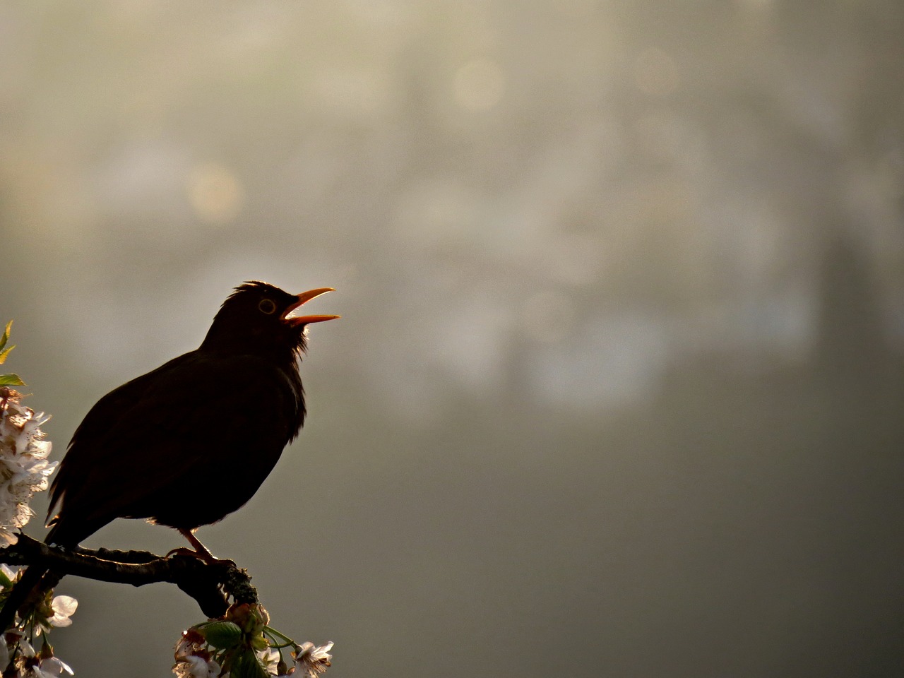 Image - blackbird bird singing