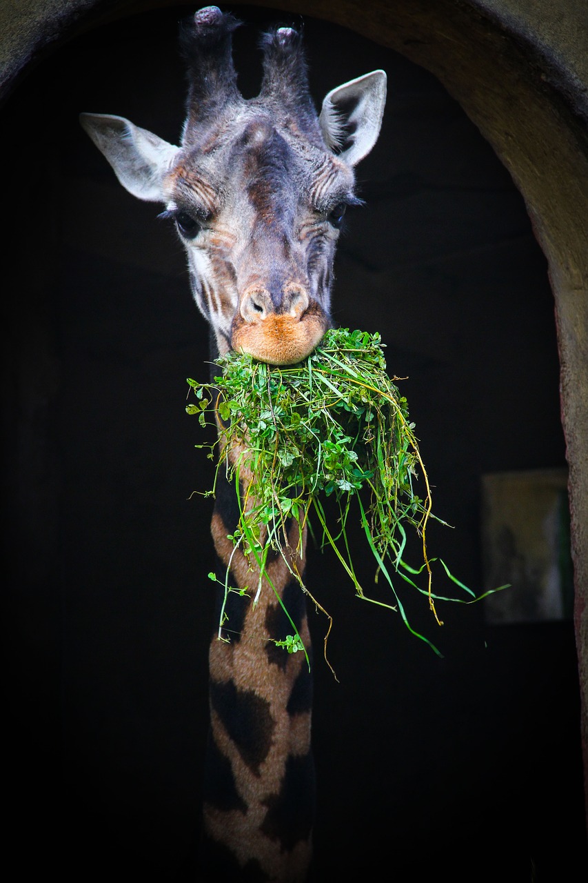 Image - girafa zoo eating animal reserve