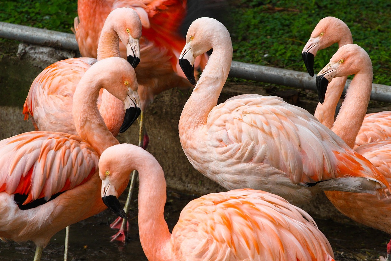Image - pink herons birds zoo animals pen