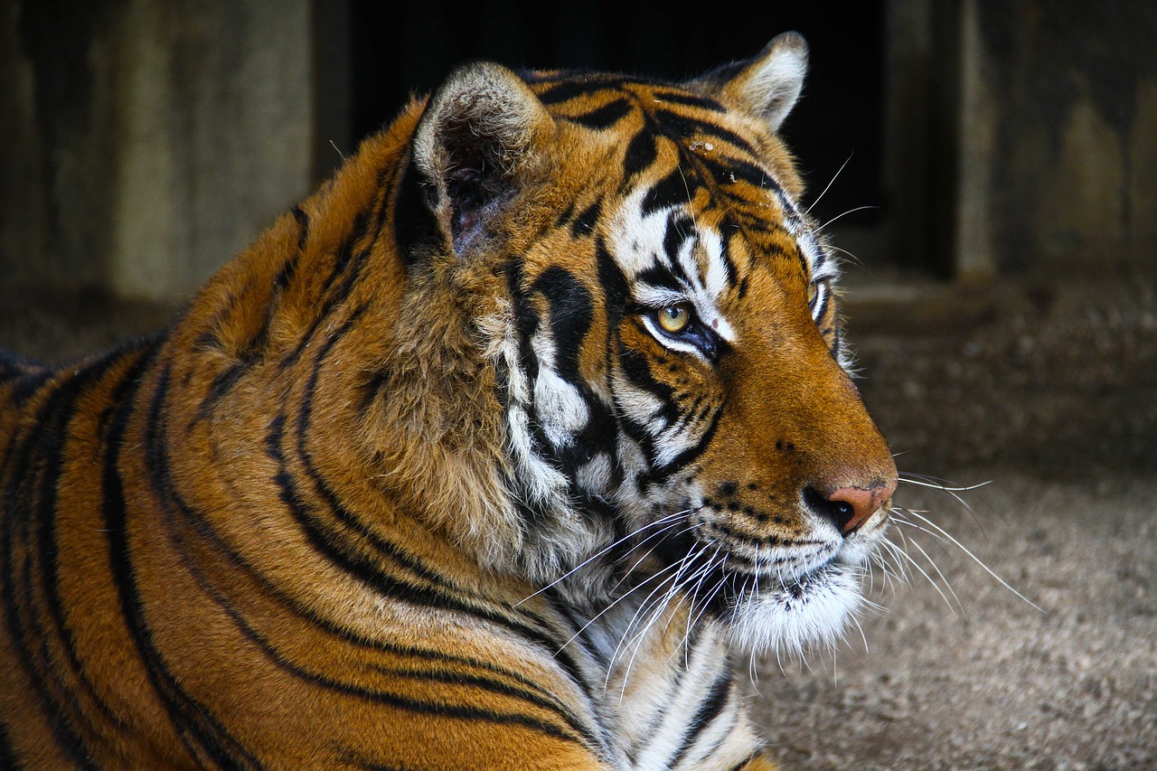 Image - tiger zoo wild cat