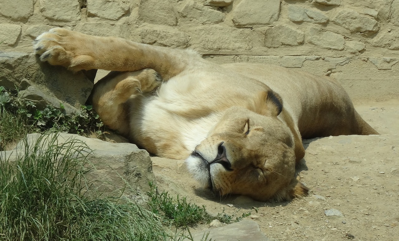 Image - zoo lion predator cat head