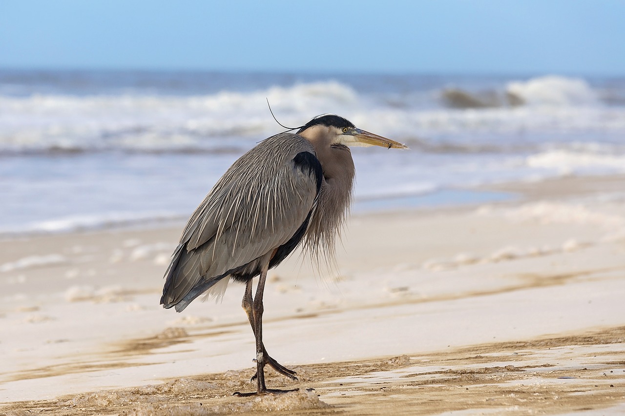 Image - ocean sand bird vacation water